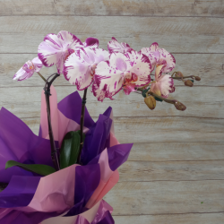 Orquídea Phalaenopsis 2 Hastes Pote 15 - Cor Variada
